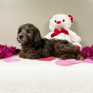Goldendoodle Puppy Elaine
