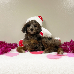 Goldendoodle Puppy Elaine