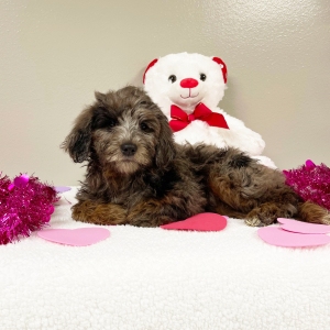 Goldendoodle Puppy Elaine