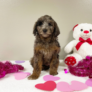 Goldendoodle Puppy Elaine