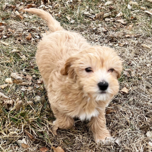 Labradoodle Puppy Leon