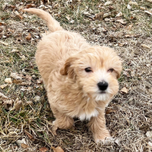 Labradoodle Puppy Leon