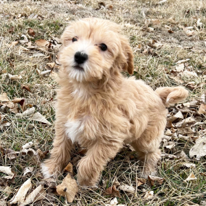 Labradoodle Puppy Leon