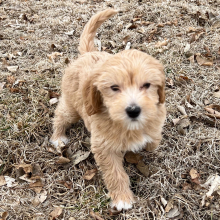 Labradoodle Puppy Leon