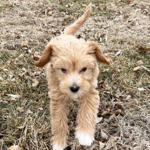 Labradoodle Puppy Leon