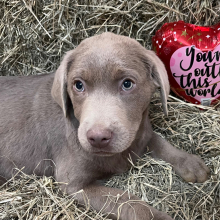 Labrador Retriever Puppy Creed