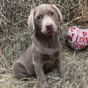 Labrador Retriever Puppy Creed