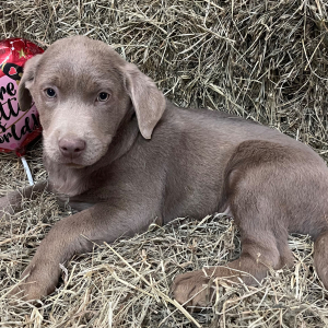 Labrador Retriever Puppy Creed