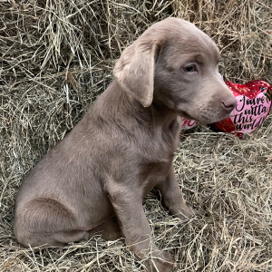 Labrador Retriever Puppy Creed