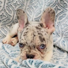 French Bulldog Puppy Fable