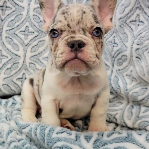 French Bulldog Puppy Fable
