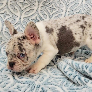 French Bulldog Puppy Fable