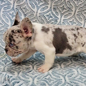 French Bulldog Puppy Fable