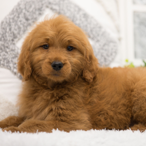 Goldendoodle Puppy Paizley