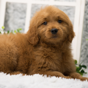 Goldendoodle Puppy Paizley