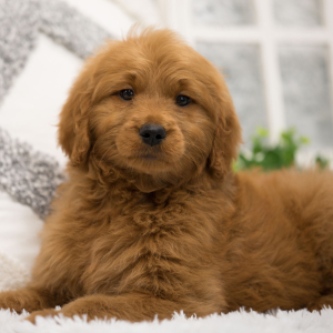 Goldendoodle Puppy Paizley