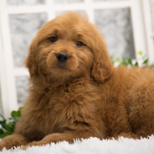 Goldendoodle Puppy Paizley