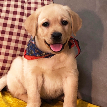 Labrador Retriever Puppy Ammo