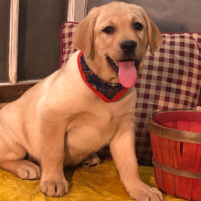 Labrador Retriever Puppy Ammo