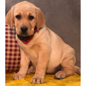 Labrador Retriever Puppy Ammo