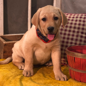 Labrador Retriever Puppy Ammo