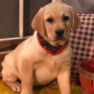 Labrador Retriever Puppy Ammo