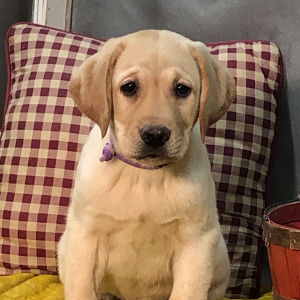 Labrador Retriever Puppy Arthur