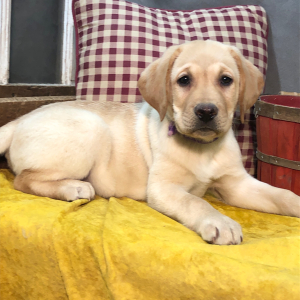 Labrador Retriever Puppy Arthur