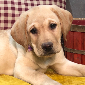Labrador Retriever Puppy Arthur