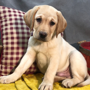 Labrador Retriever Puppy Arthur