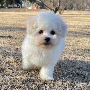Bichon Frise Puppy Bailey