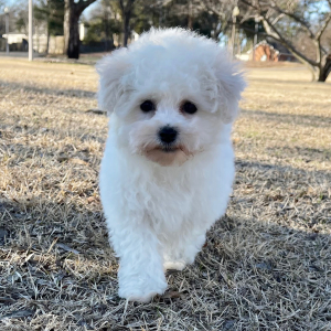 Bichon Frise Puppy Bailey