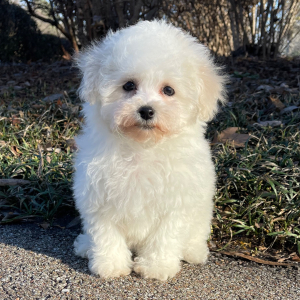 Bichon Frise Puppy Bailey