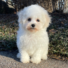 Bichon Frise Puppy Bailey