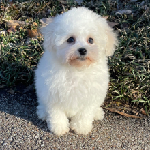 Bichon Frise Puppy Bailey