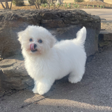 Bichon Frise Puppy Bailey