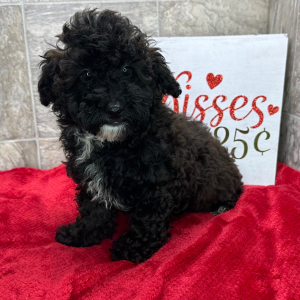 Poodle Puppy Felicity