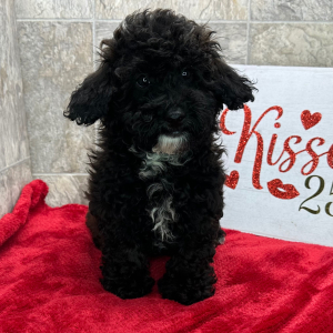 Poodle Puppy Felicity