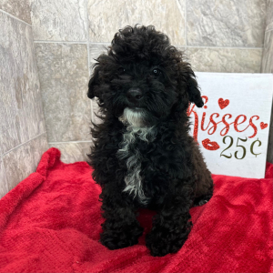 Poodle Puppy Felicity
