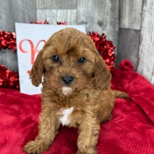 Cavapoo Puppy Catalina