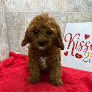 Cavapoo Puppy Catalina