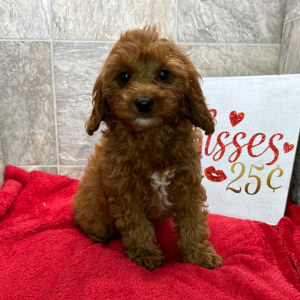 Cavapoo Puppy Catalina