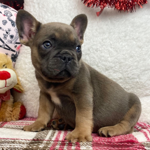 French Bulldog Puppy Peanut