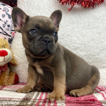 French Bulldog Puppy Peanut