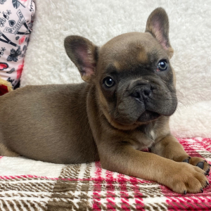 French Bulldog Puppy Peanut