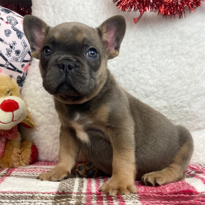 French Bulldog Puppy Peanut