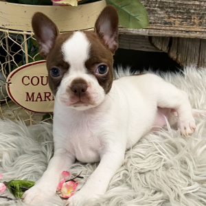 Boston Terrier Puppy North