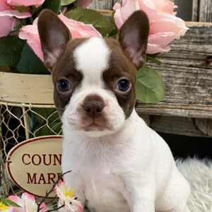 Boston Terrier Puppy North