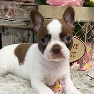 Boston Terrier Puppy North