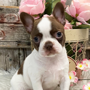 Boston Terrier Puppy North